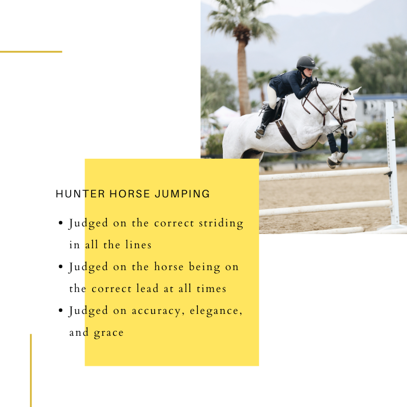 Show Jumping Rules